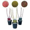 Cornus alba Sträucher 3 Pflanzen – Flaviramea, Kesselringii & Sibirica – Auffällige farbige Zweige in Gelb, Rot & Lila – 17cm – Höhe ca. 45cm – Plant