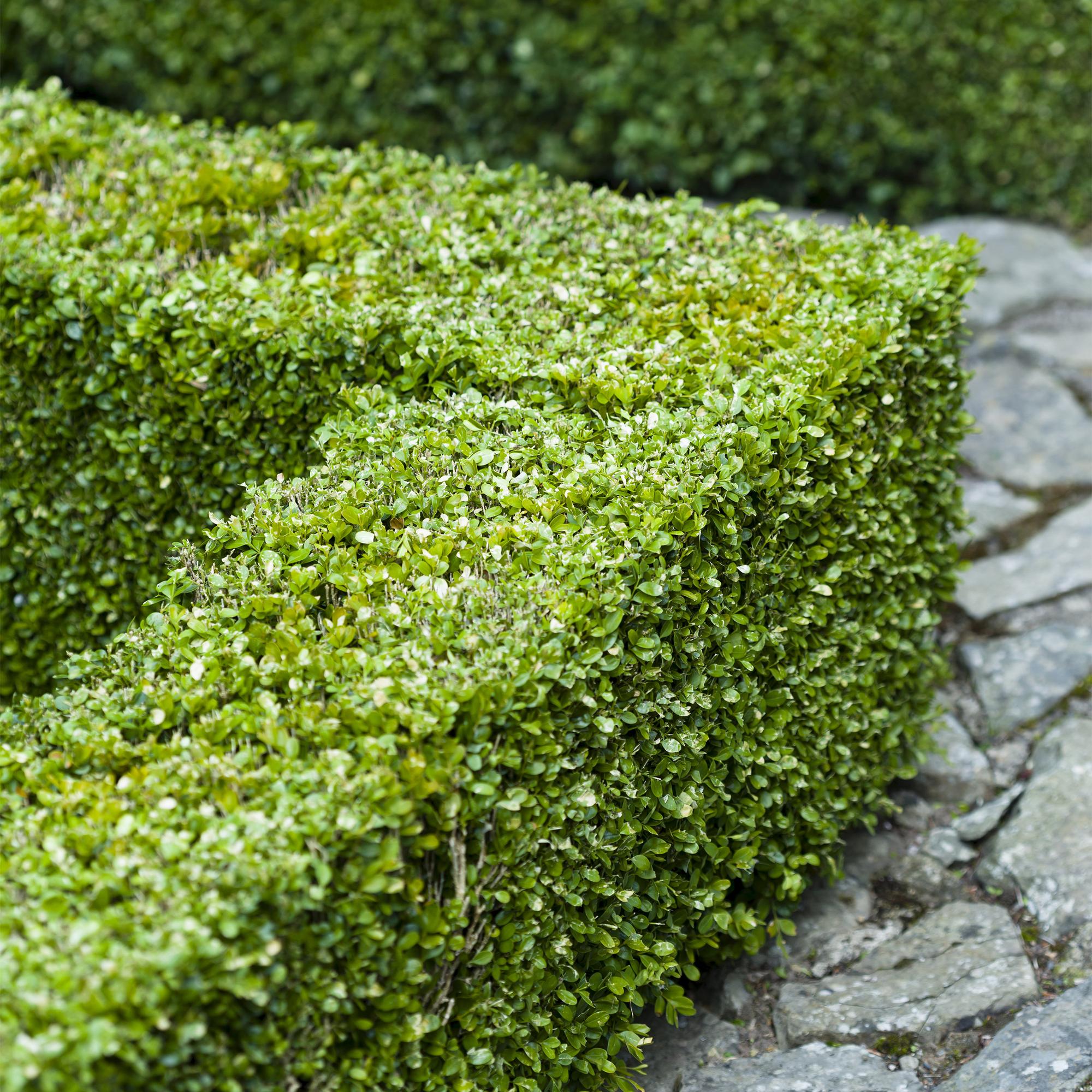 Gewöhnlicher Buchsbaum Buxus sempervirens – Immergrüne Heckenpflanzen – 8 Pflanzen – 1m – 9cm Höhe 20-25cm – Grün – Pflegeleicht – Plant