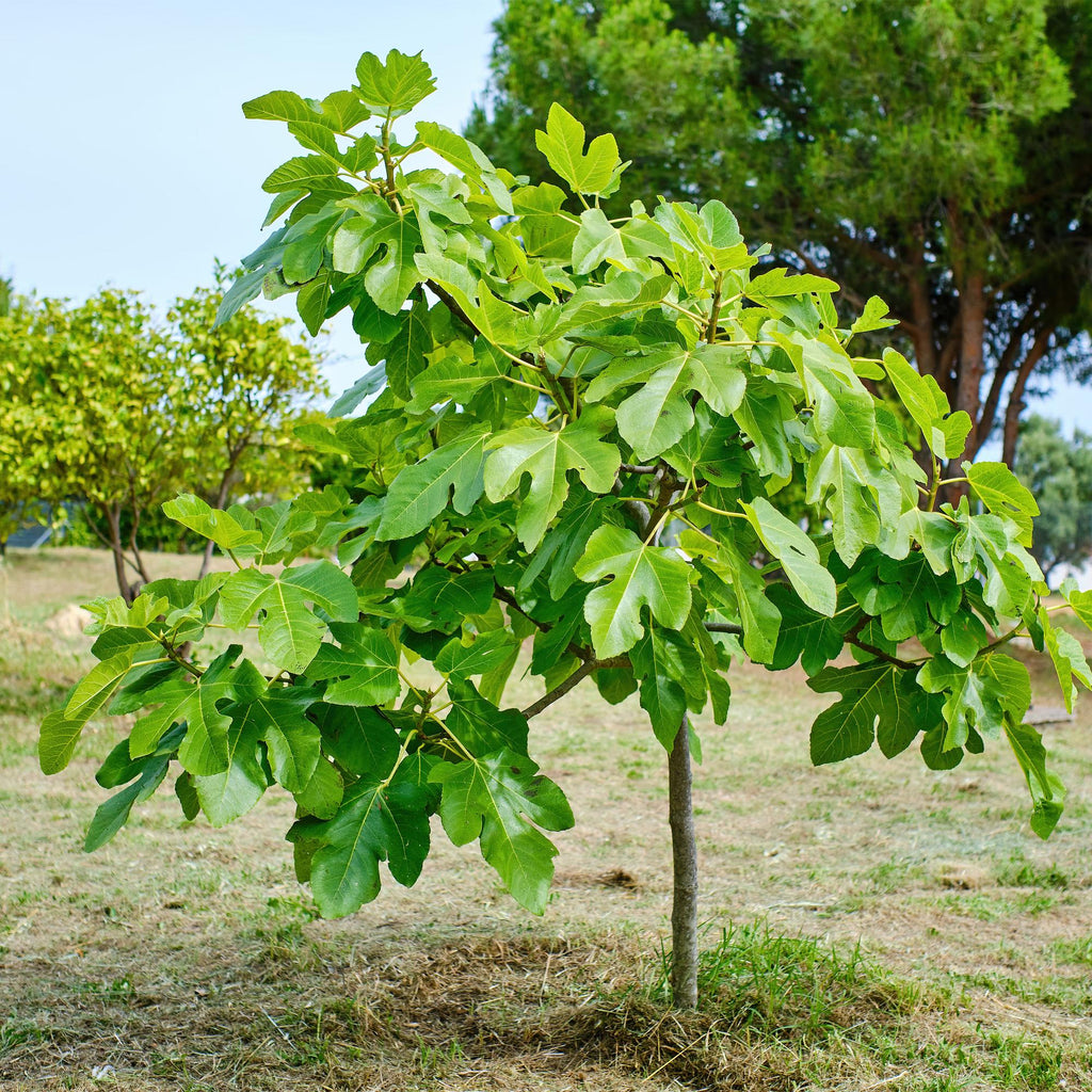 Feigenbaum Ficus carica 'Brown Turkey' – Stamm – Pflanze – Höhe ca. 90cm – Ø19cm – Obstpflanze für Terrasse & Garten – Essbare Früchte – Plant