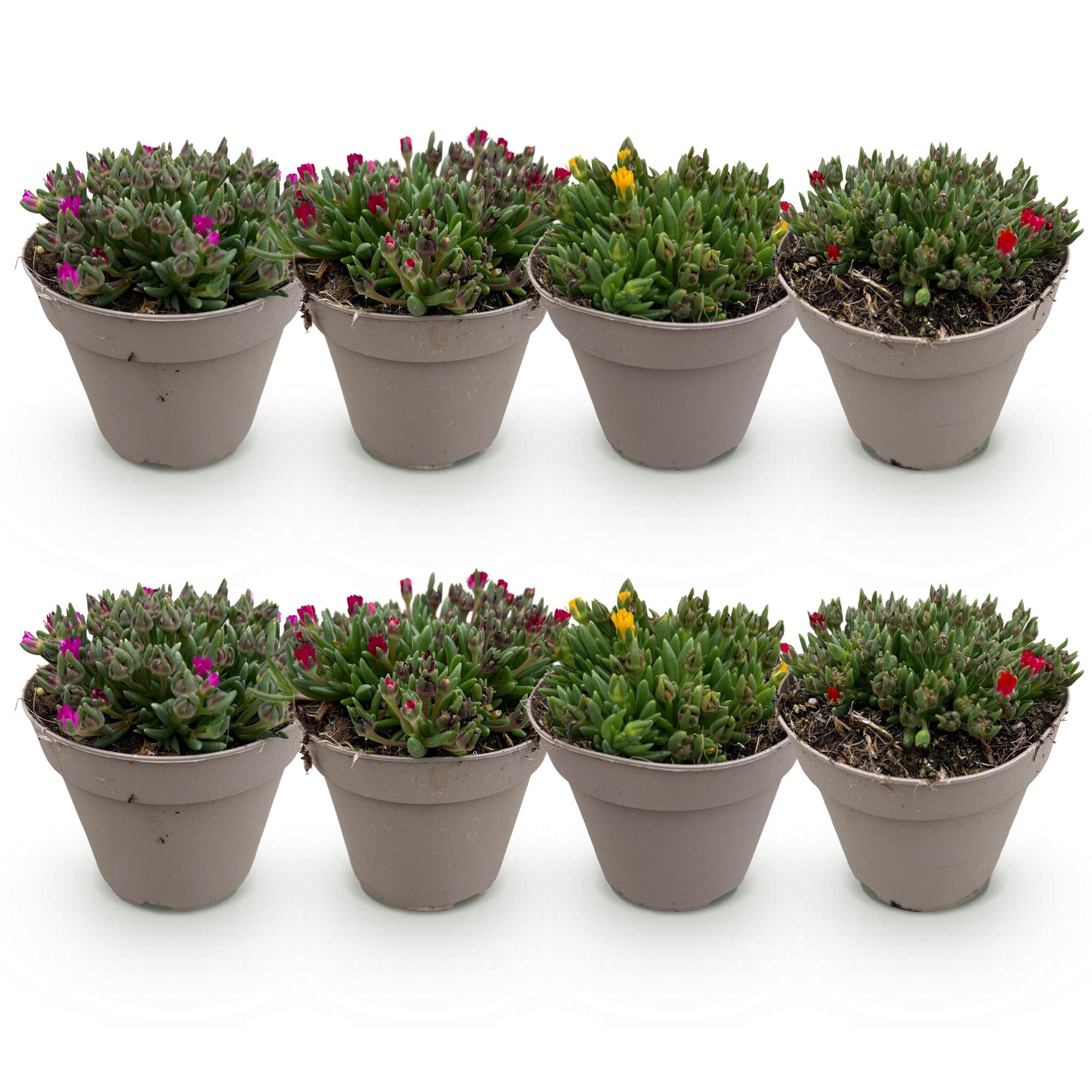 Delosperma Mix – 4 winterharte Bodendeckerpflanzen – Farben Rot, Gelb, Lila & Rosa – Pflegeleichte Blühpflanzen 14cm – 17cm Höhe – Für Beet, Balkon & Terrasse – Plant