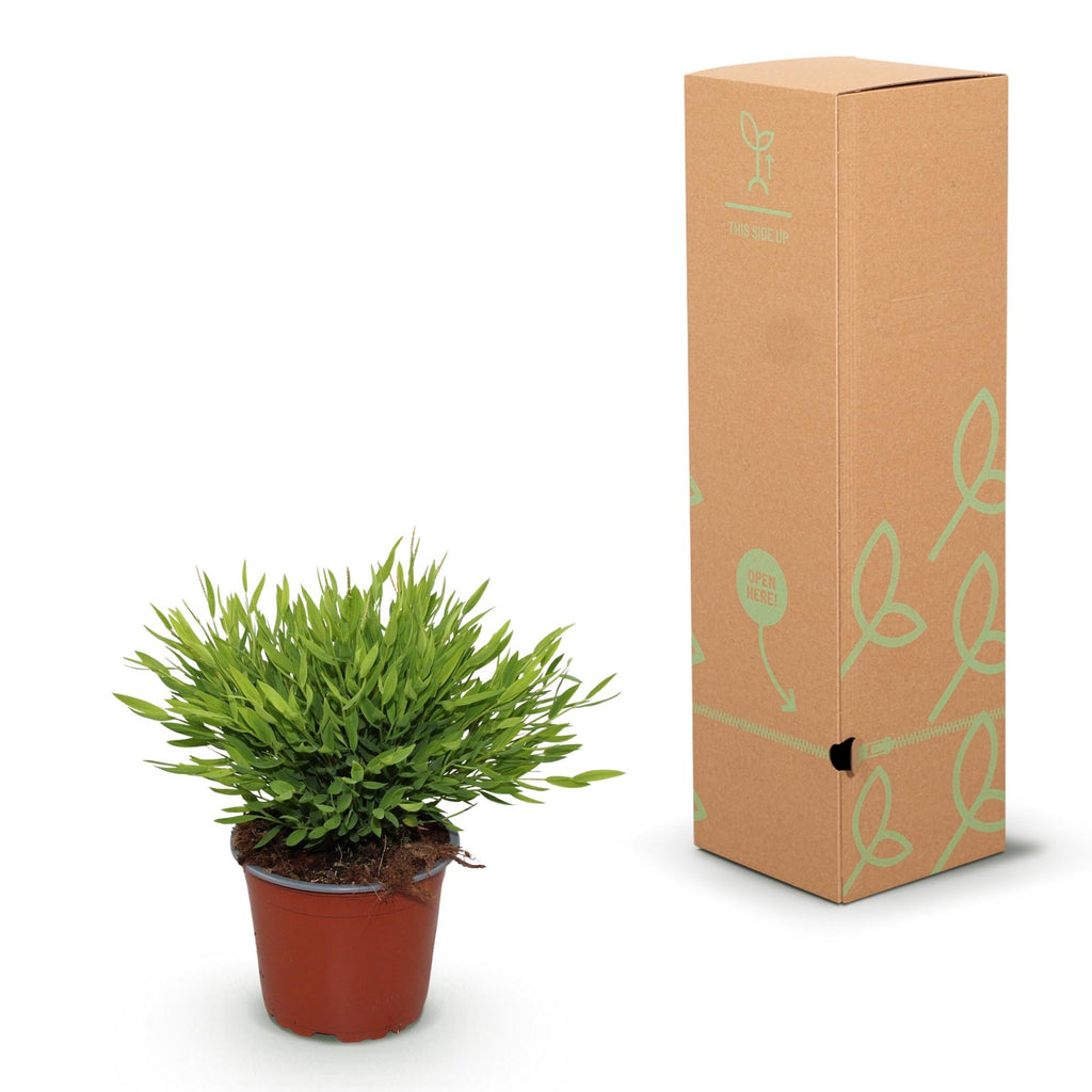 Bambus Pogonatherum Monica – Ø12cm Höhe 30-35cm – Bambusgras Zimmerpflanze mit feinem Blattwerk – Haustierfreundliche Grünpflanze