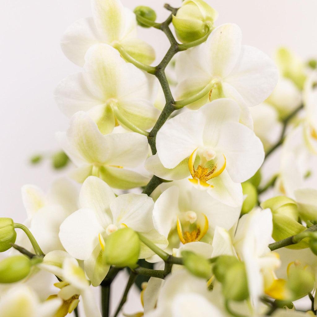 Weißes Pflanzenset im Baumwollkorb – 3 Orchideen Lausanne & 3 Grünpflanzen – Ø9cm – Mit autarkem Wassertank – Dekoratives Pflanzenarrangement – Plant