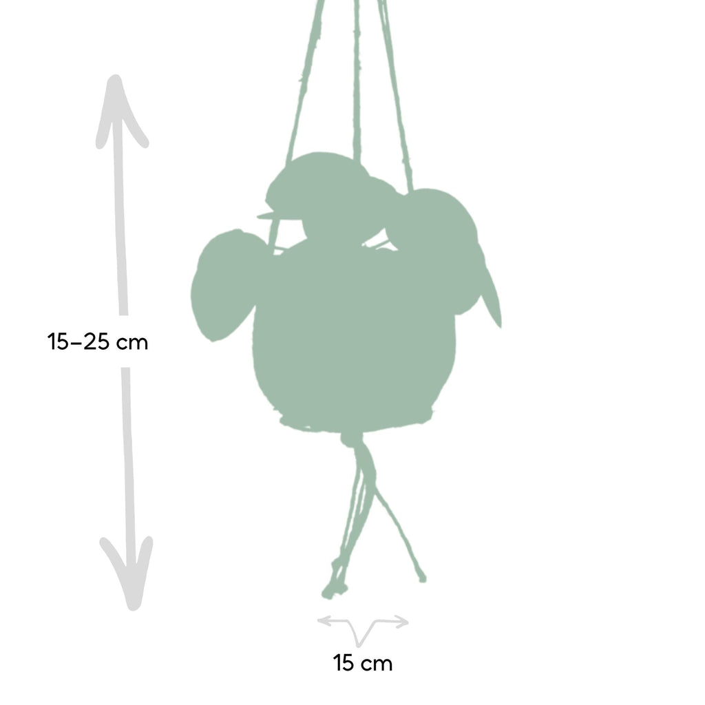 Kokodama Pilea Peperomioides – 20cm – Ø15cm – Nachhaltige Pfannkuchenpflanze im Kokodama – Kokostopf – Chinesische Geldpflanze – Plant