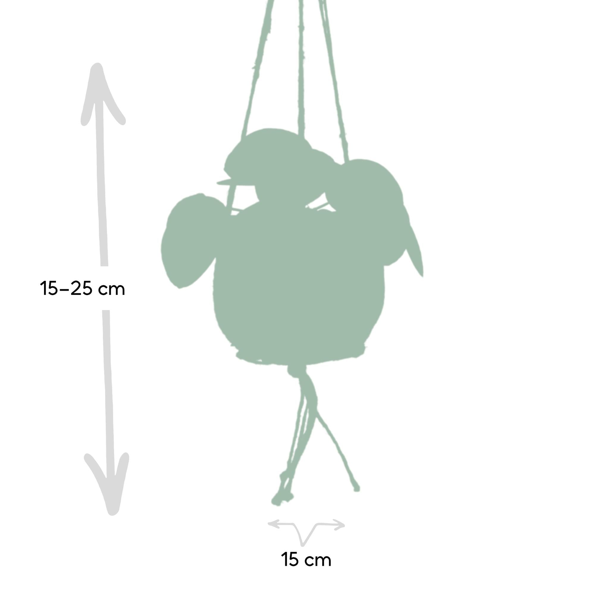 Kokodama Pilea Peperomioides – 20cm – Ø15cm – Nachhaltige Pfannkuchenpflanze im Kokodama – Kokostopf – Chinesische Geldpflanze – Plant