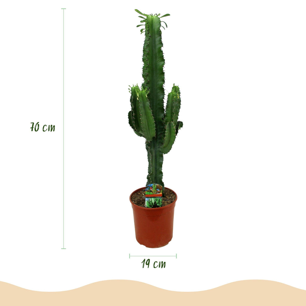 Wolfsmilchkaktus Euphorbia eritrea – Afrikanischer Milchbaum – 2 Zimmerpflanzen – 70cm 19cm – Pflegeleichter Wolfsmilchkaktus – bläulicher Optik