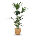 Howea Forsteriana Kentia – Palme – Große Zimmerpflanze im Korb Ø21cm Höhe120-130cm – Pflegeleichte Grünpflanze – Luftreinigend – für Zimmer & Büro