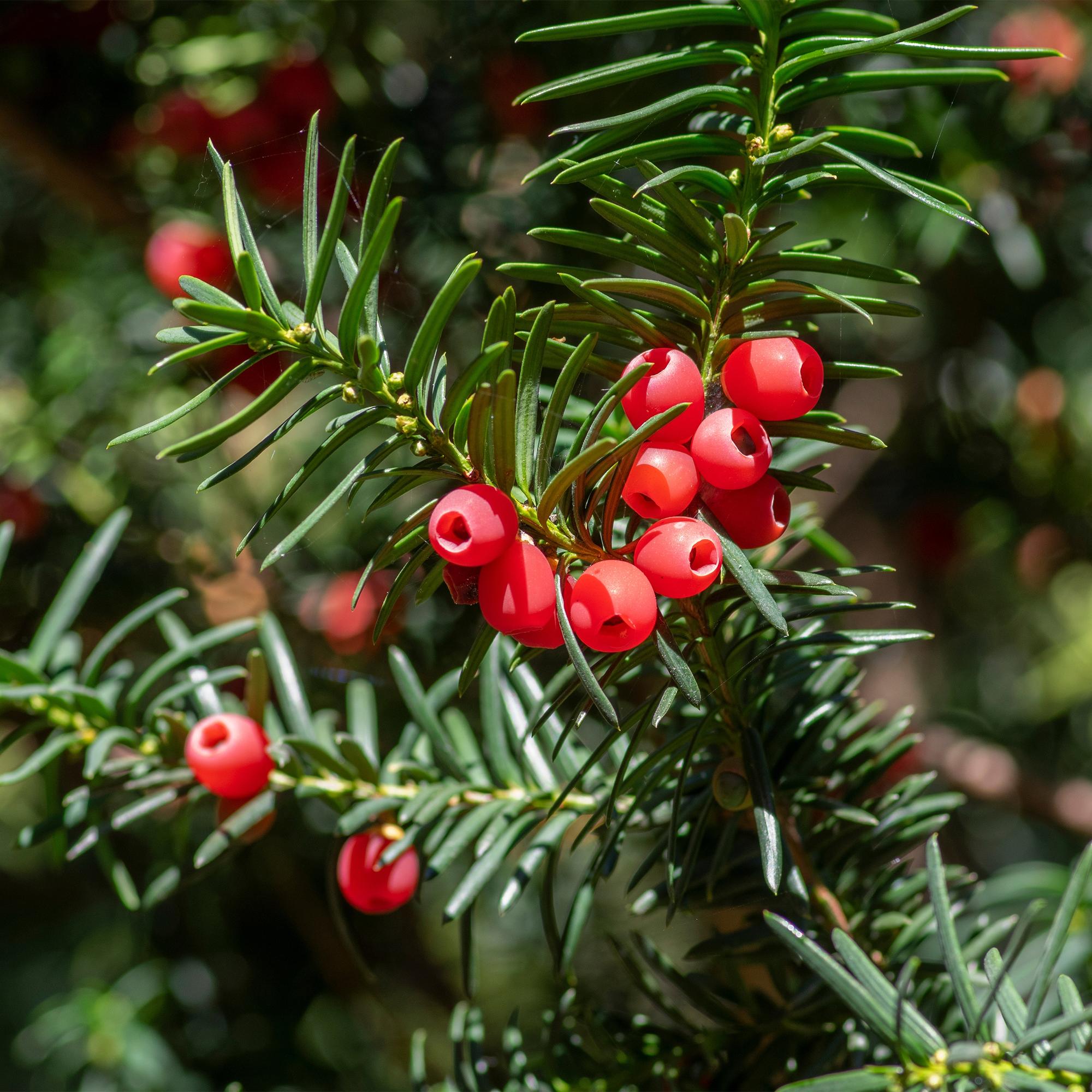 Europäische Eibe Taxus baccata – Immergrün – Heckenpflanze – 6 Pflanzen – 17cm x H60cm – pflegeleicht – Plant