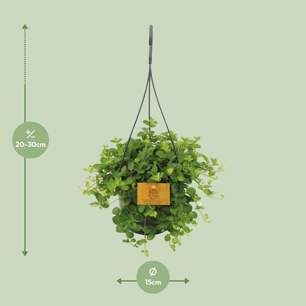 Zwergpfeffer Peperomia Rotundifolia – Zimmerpflanze – Glänzende Blätter – Ø15 cm, Höhe 25 cm – Pflegeleicht – Plant
