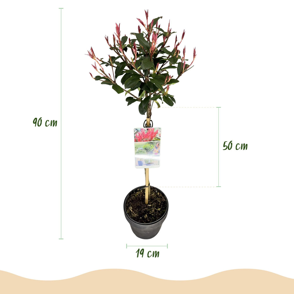 Glanzmispel Photinia fraseri Carré Rouge – 19cm Höhe ca.90cm – Immergrün & winterhart – Grün – rotes Laub – Ziergehölz – Plant