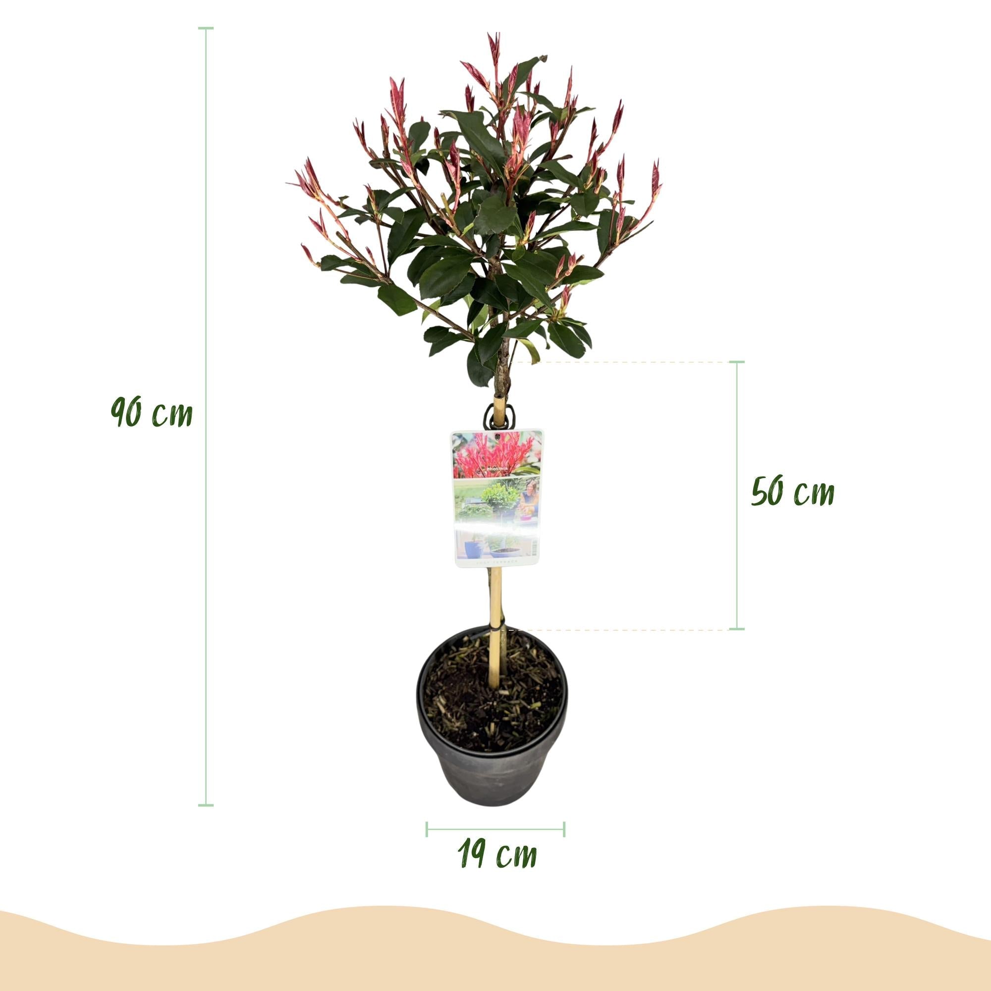 Glanzmispel Photinia fraseri Carré Rouge – 19cm Höhe ca.90cm – Immergrün & winterhart – Grün – rotes Laub – Ziergehölz – Plant