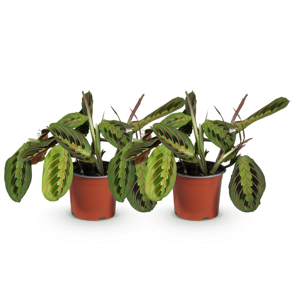 Maranta Fascinator Tricolour Gebetspflanze Pfeilwurz – Grün mit roten Adern – im Set – Topf 12cm – Höhe 30-35cm