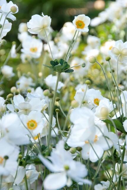 Japan – Herbst – Anemone hyb. 'Honorine Jobert' – ↕10-25cm – Ø9cm – Herbstblüher – Pflegeleicht – Sonne & Halbschatten – Plant