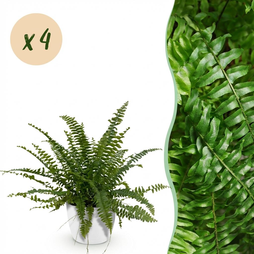 Nephrolepsis Exaltata Green Lady Farn – 2er Set Zimmerpflanze mit weißem Topf Ø12cm Höhe25cm – Haustierfreundliche Grünpflanze