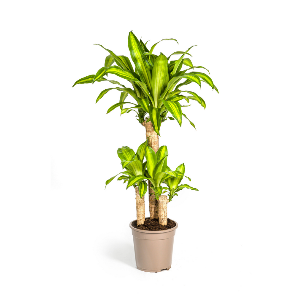 Drachenbaum – Dracaena Fragrans Massangeana – Zimmerpflanze – Tropisches Flair – Luftreinigend – Ø21cm – Höhe 90-110cm – Pflegeleicht – Plant