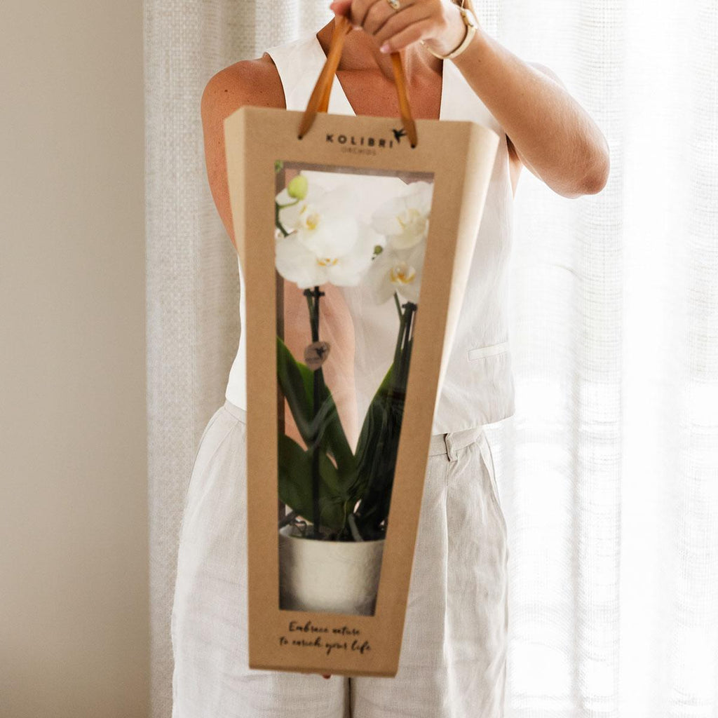 Pflanzengeschenk Gute Besserung – Weiße Phalaenopsis Orchidee Ø9cm im Dekotopf – Inklusive Geschenktasche & Grußkarte Get well soon – Plant