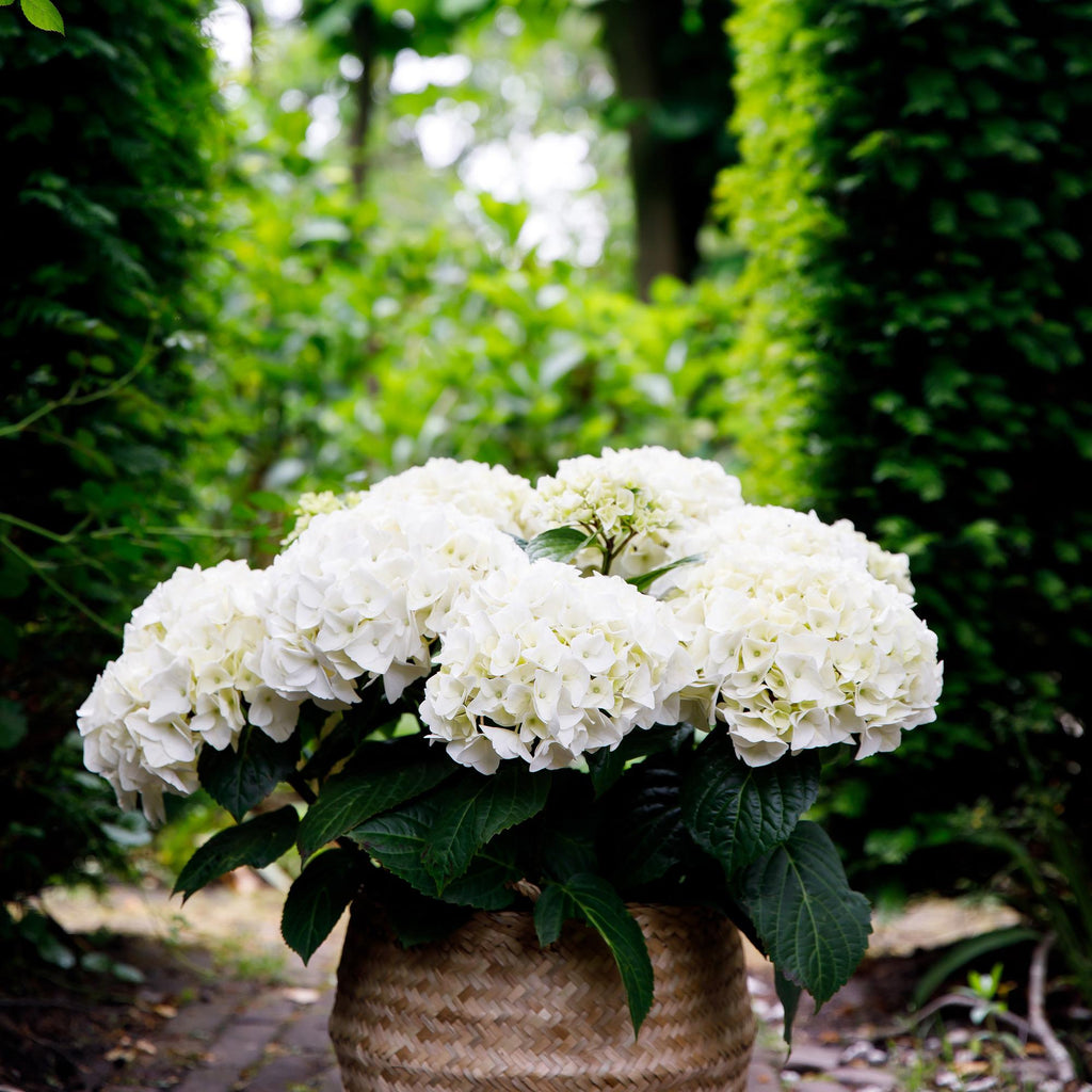 Hortensie Hydrangea macrophylla Forever & Ever Weiß – Balkonpflanze – 7-12 Blüten – Topf 23cm – Höhe 55cm – Pflegeleicht – Für Beet, Terrasse & Balkon – Plant