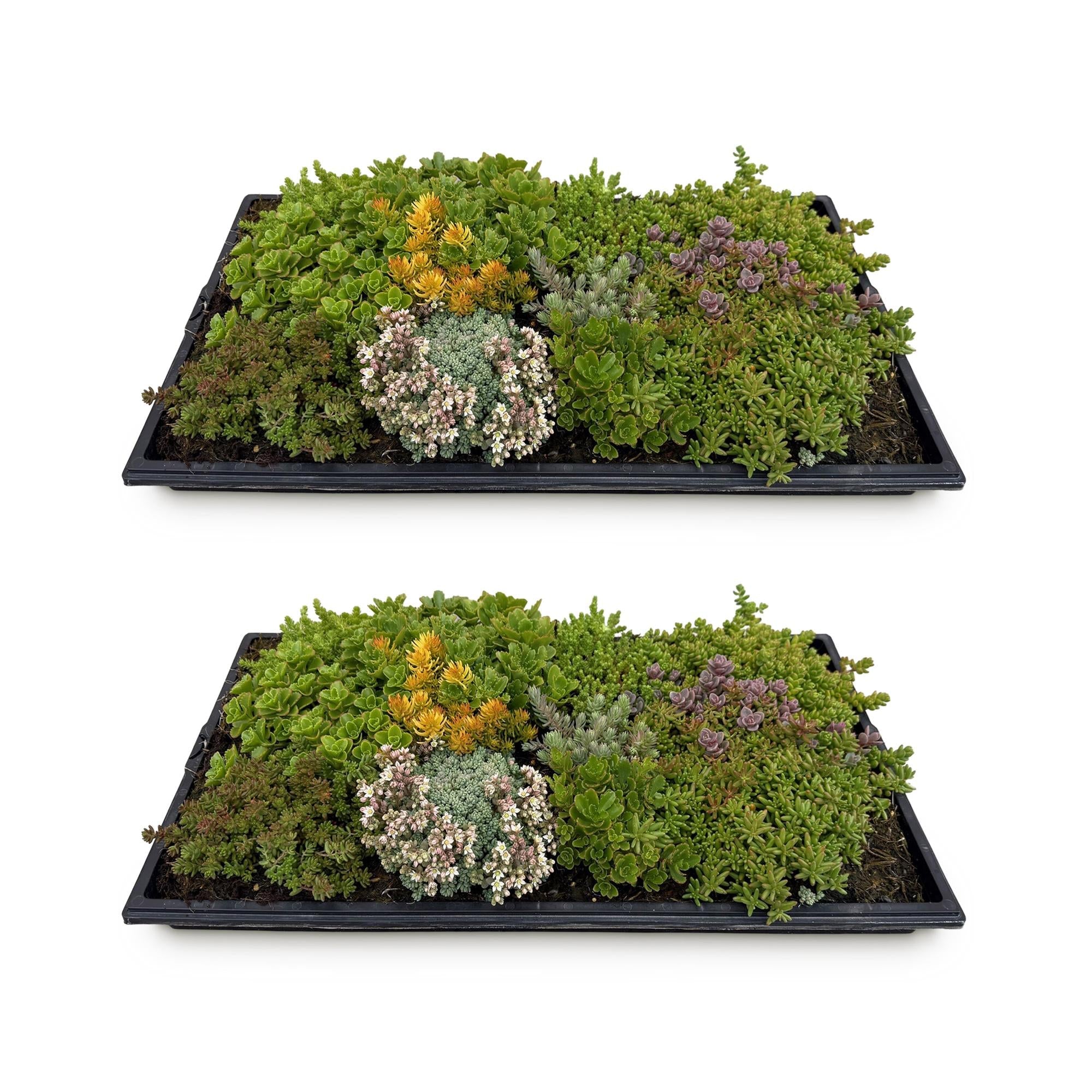 Bodendecker Sedummatte – Winterhart – 2 Vegetationsmatten – 10 Sorten – Pflegeleichte Sukkulentenmatte für Garten, Dachbegrünung & Terrasse – 50x30cm – Plant