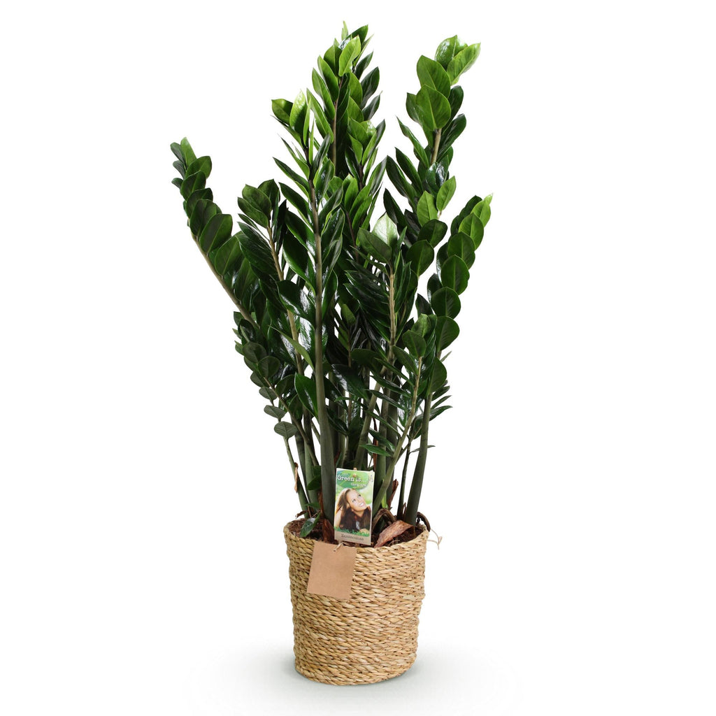 Zamioculcas – 80-90cm – 21cm inkl. Naturkorb – Pflegeleichte ZZ – Pflanze – Robust & luftreinigend – Grünpflanze für Wohnzimmer, Büro & Schlafzimmer – Plant