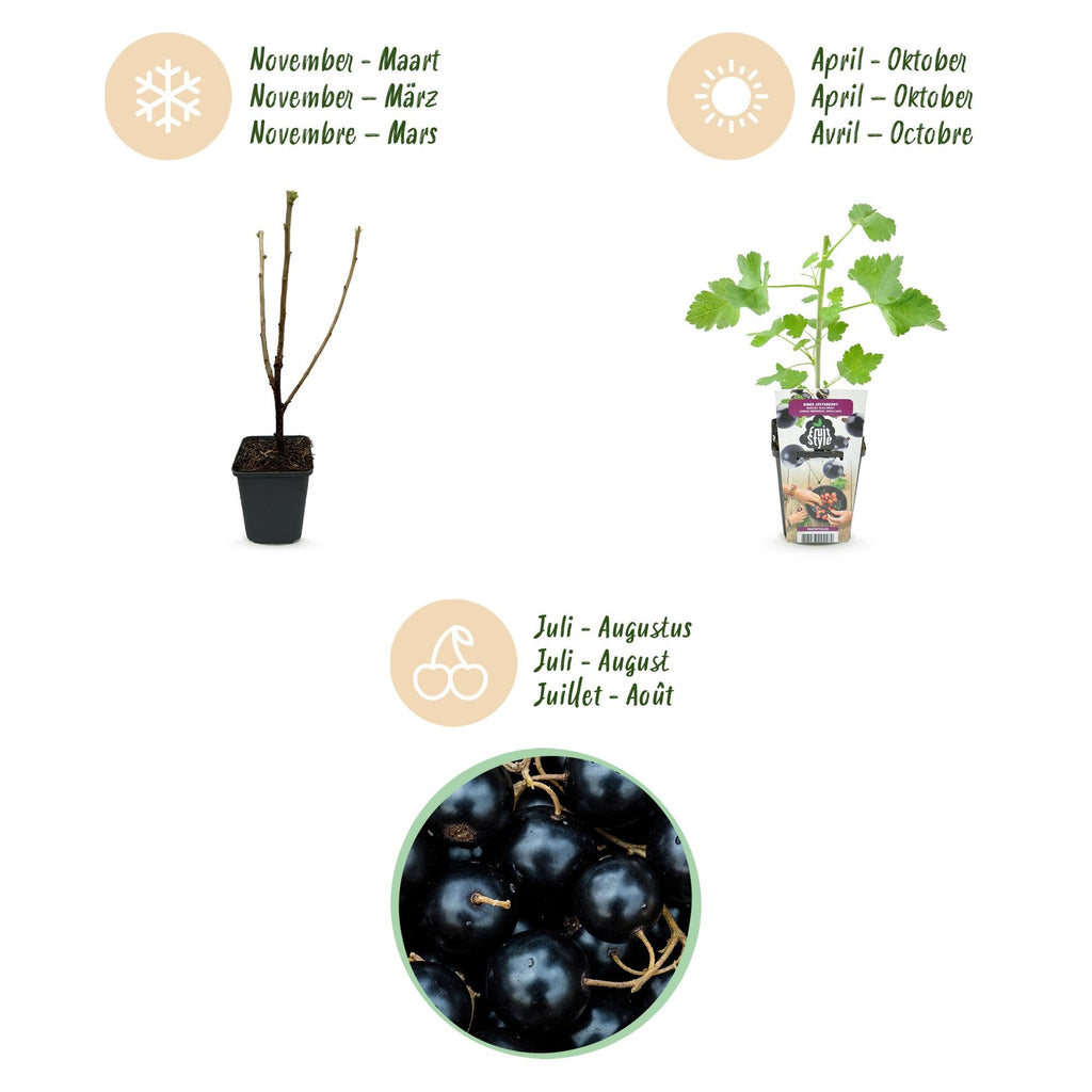 Jostabeere Ribes Josta winterhart 3 Pflanzen Ø9cm Höhe 30cm – Kreuzung aus Johannisbeere & Stachelbeere – Aromatische Beeren für Garten & Balkon