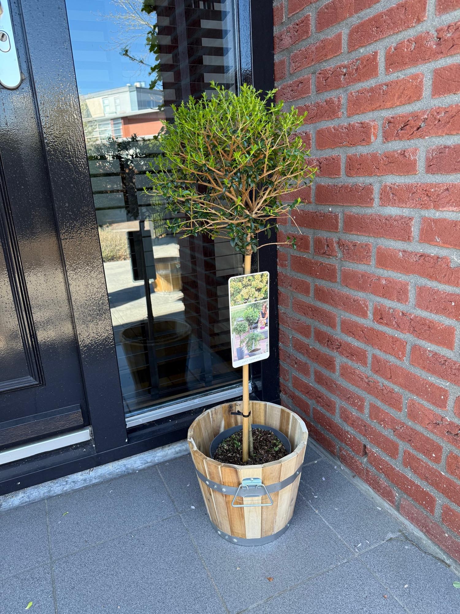 Ligustrum delavayanum Stamm – Pflanze – Immergrün – Pflegeleicht – Ø19cm – Höhe ca. 90cm – Sichtschutz & Stil für Terrasse & Balkon – Plant