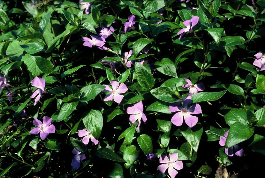 Großes Immergrün Vinca major – ↕10-25cm – Ø9cm – Immergrüner Bodendecker mit violett – blauen Blüten – Plant
