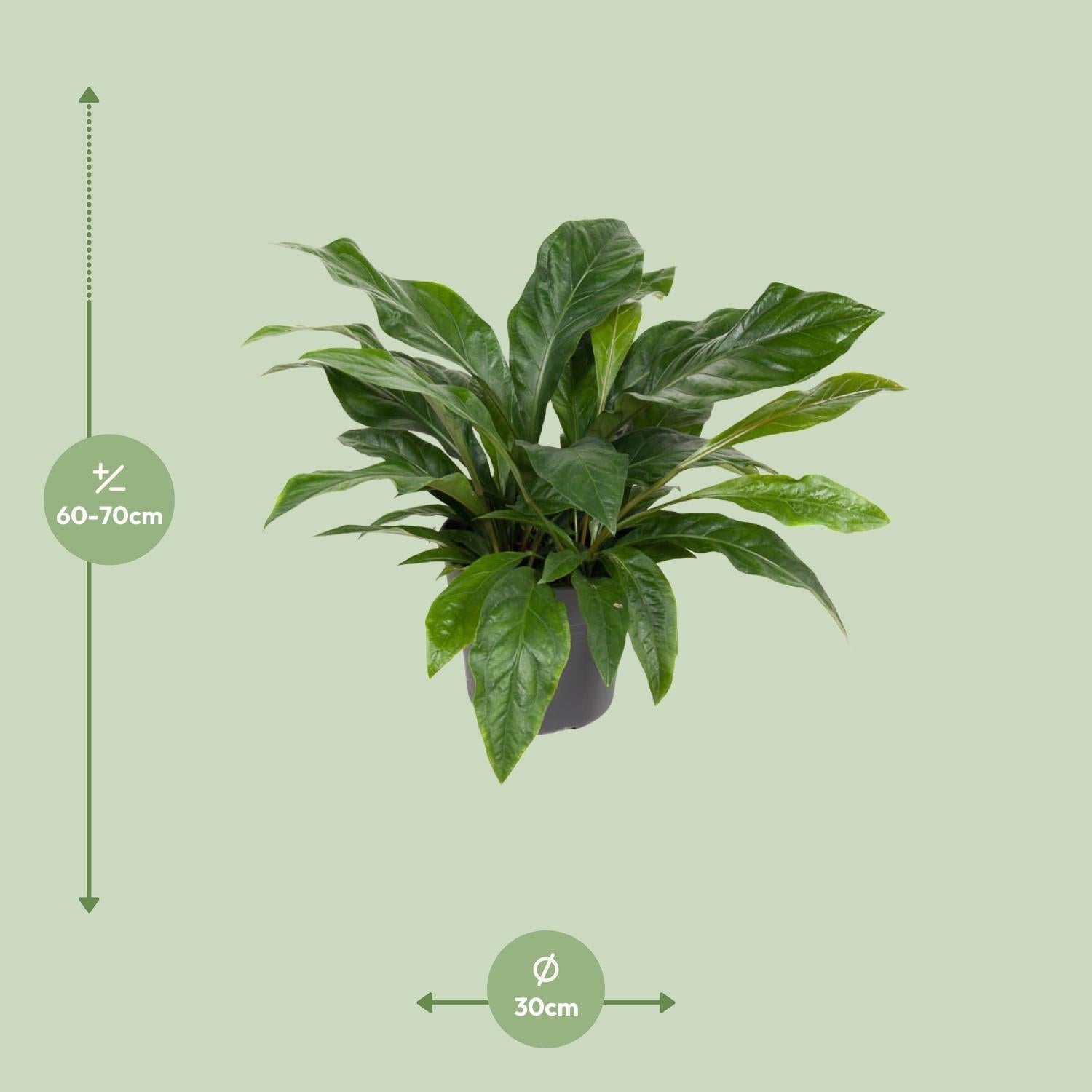 Flamingoblume – Anthurium Jungle Bush – Zimmerpflanze – Ø30 cm – ↕70 cm – Pflegeleicht – Leuchtendes Laub – Tropisches Flair – Plant