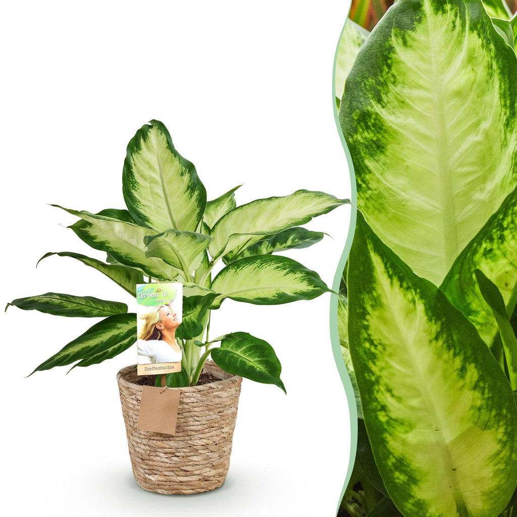 Dieffenbachia Camilla – 45-50cm – 17cm inkl. Naturkorb – Pflegeleichte bunte Zimmerpflanze – Grün – creme gemustertes Blattwerk – Plant