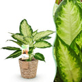 Dieffenbachia Camilla – 45-50cm – 17cm inkl. Naturkorb – Pflegeleichte bunte Zimmerpflanze – Grün – creme gemustertes Blattwerk – Plant