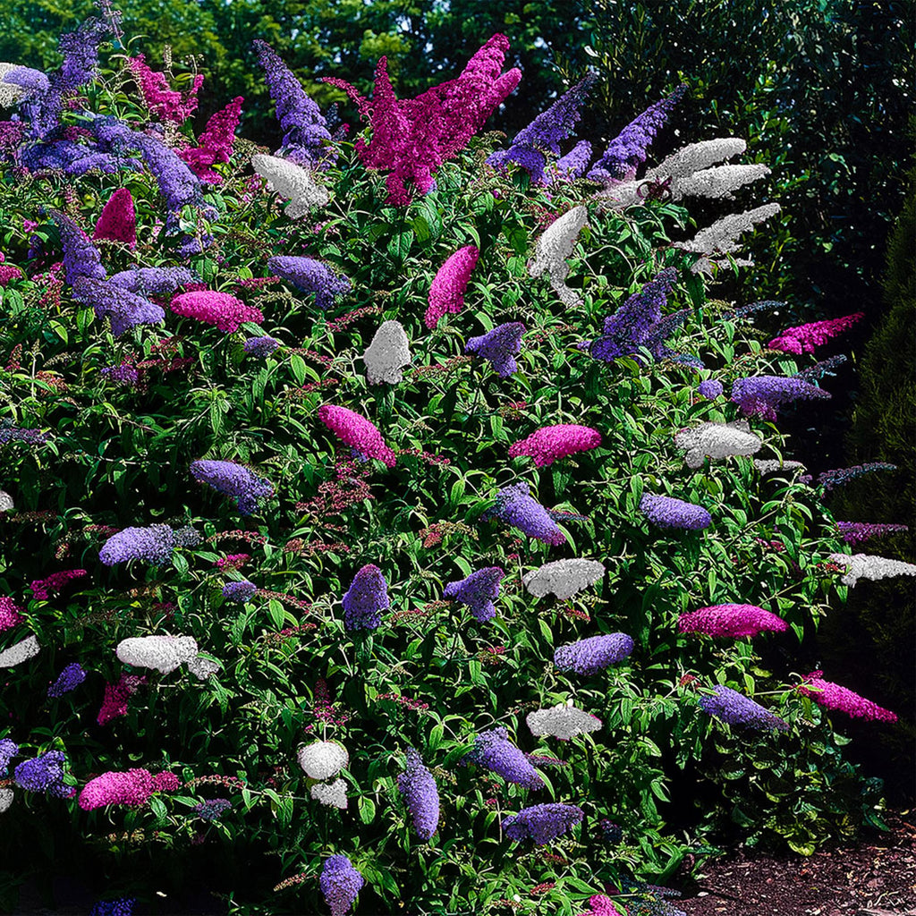 Schmetterlingsstrauch Buddleja davidii Tricolour – Blüten Rosa, Weiß & Lila – Bienen – & Schmetterlingsfreundlich – 17cm x H30cm – pflegeleicht – Plant