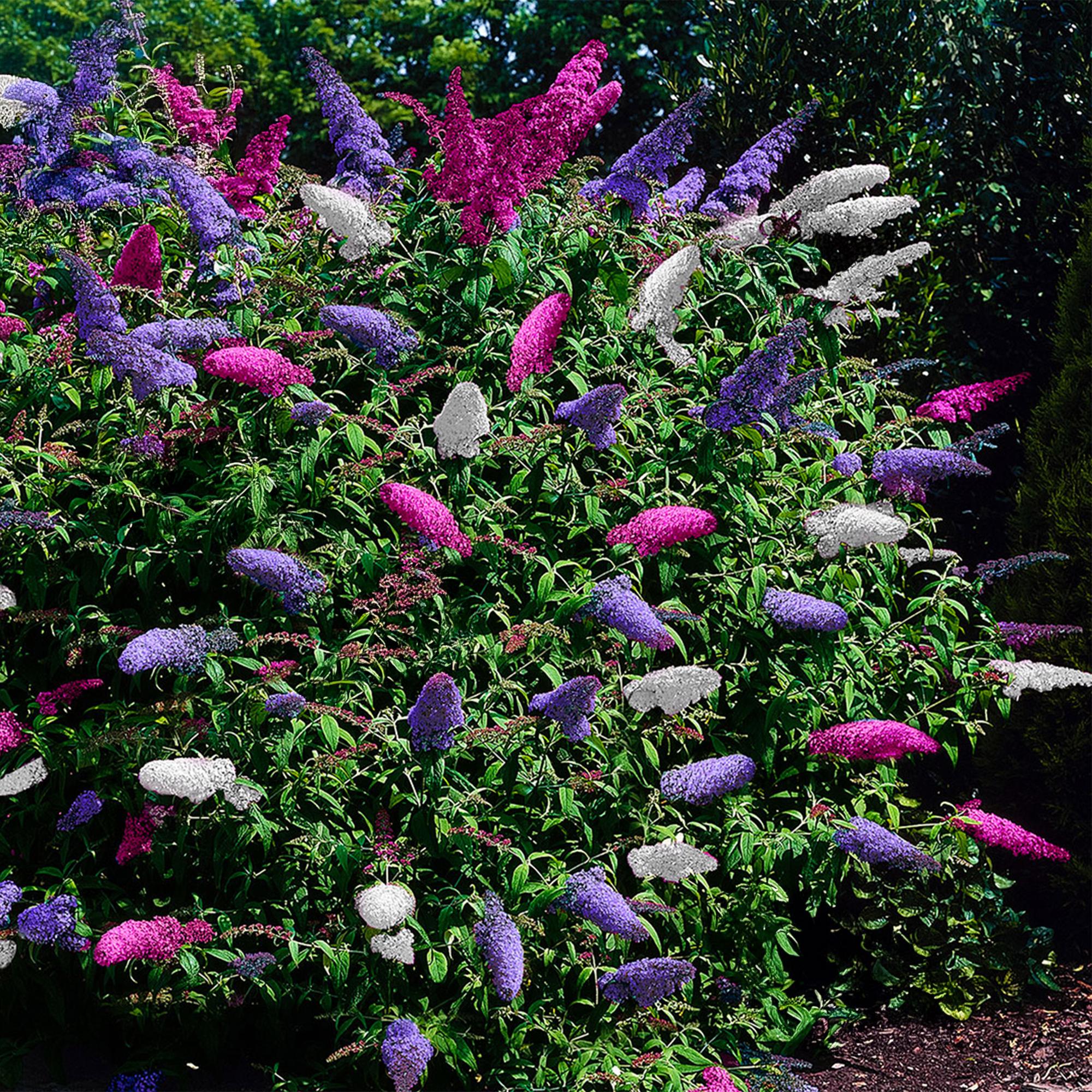 Schmetterlingsstrauch Buddleja davidii Tricolour – Blüten Rosa, Weiß & Lila – Bienen – & Schmetterlingsfreundlich – 17cm x H30cm – pflegeleicht – Plant