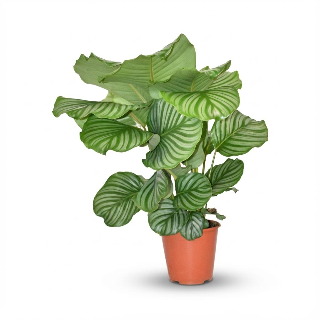 Korbmarante Calathea Orbifolia – Ø17cm – Höhe 40-50cm – Große silbrig gestreifte Blätter – Dekorative Zimmerpflanze für Wohnraum Büro & Schlafzimmer – Plant