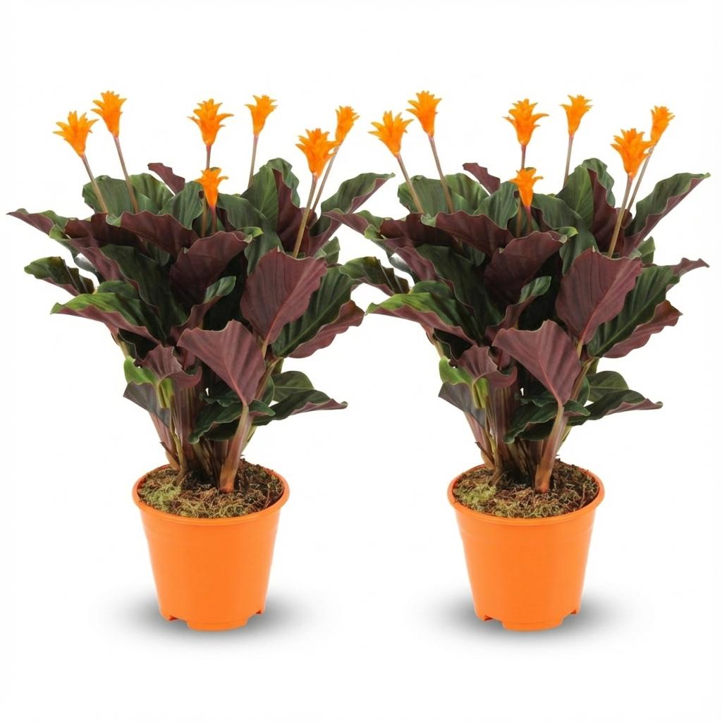 Korbmarante Calathea Crocata – 2 Pflanzen – Ø14cm – Höhe 40-45cm – Orange blühende Zimmerpflanze – Exotische Blüten – Luftfeuchteliebend