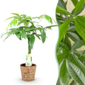 Pachira Aquatica – 60-70cm – 17cm inkl. Naturkorb – Pflegeleichter Geldbaum mit geflochtenem Stamm – Plant