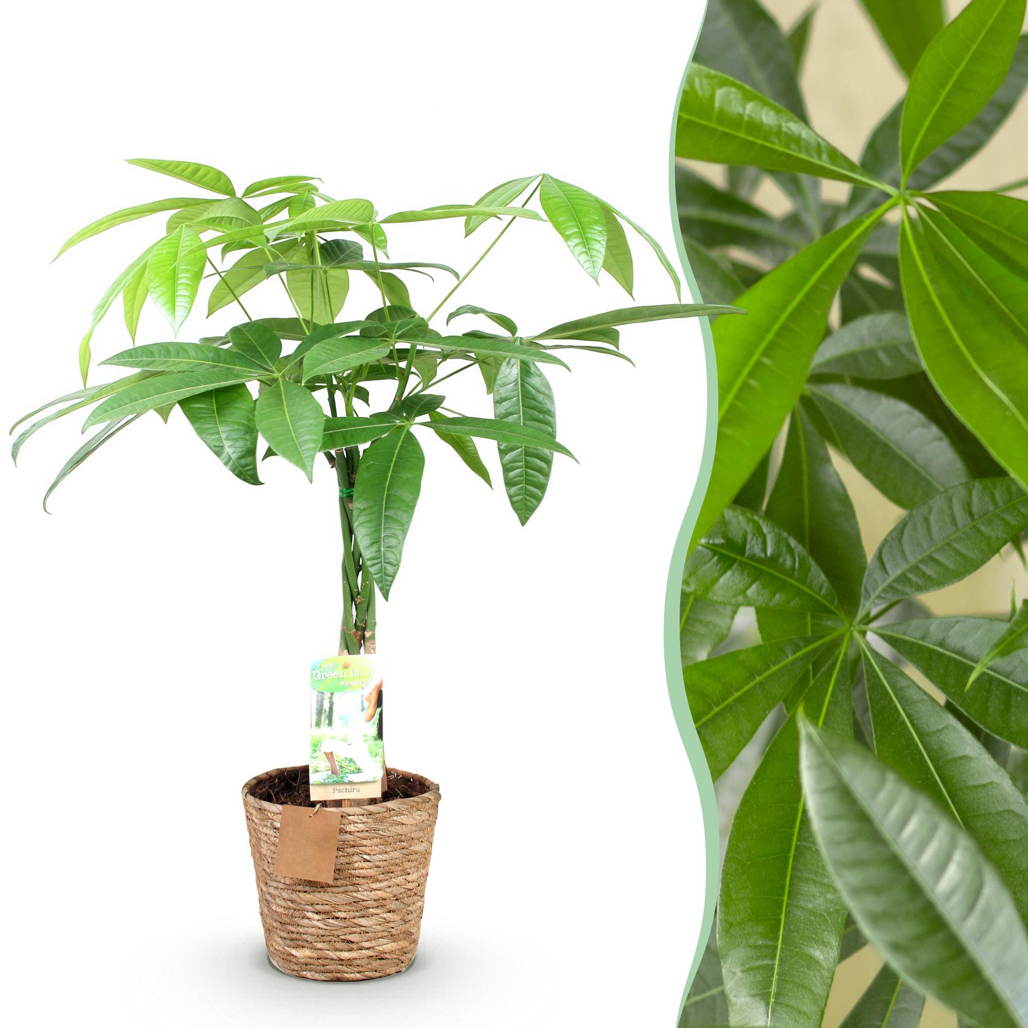 Pachira Aquatica – 60-70cm – 17cm inkl. Naturkorb – Pflegeleichter Geldbaum mit geflochtenem Stamm – Plant