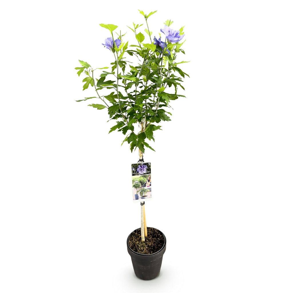 Hibiscus syriacus Blue Chiffon – Pflegeleichte Stamm – Pflanze mit großen blauen Blüten – Laubabwerfend – Ø19cm – Höhe ca. 90cm – Plant