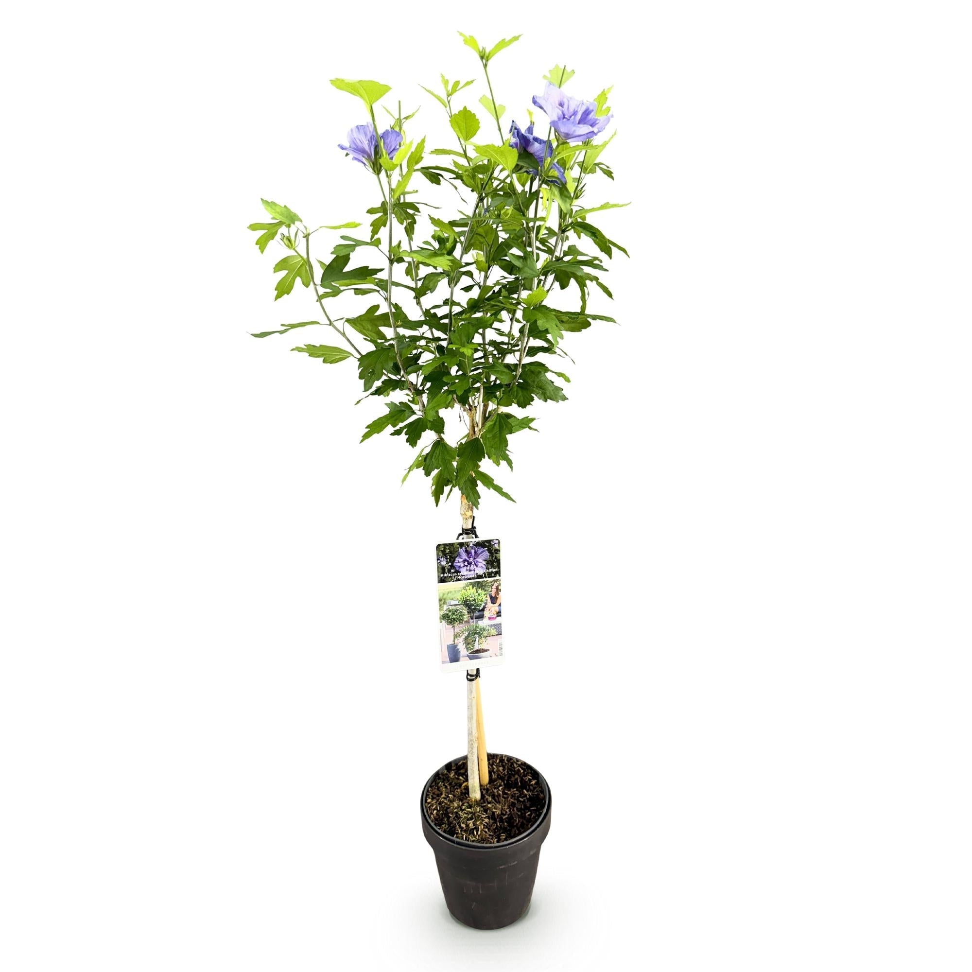 Hibiscus syriacus Blue Chiffon – Pflegeleichte Stamm – Pflanze mit großen blauen Blüten – Laubabwerfend – Ø19cm – Höhe ca. 90cm – Plant