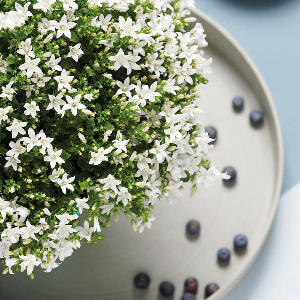 Campanula Addenda Ambella weiß 6er Set – Glockenblume weiß Topfgröße 12cm – winterhart, lang blühend – Bodendecker für ca.1m² – Plant
