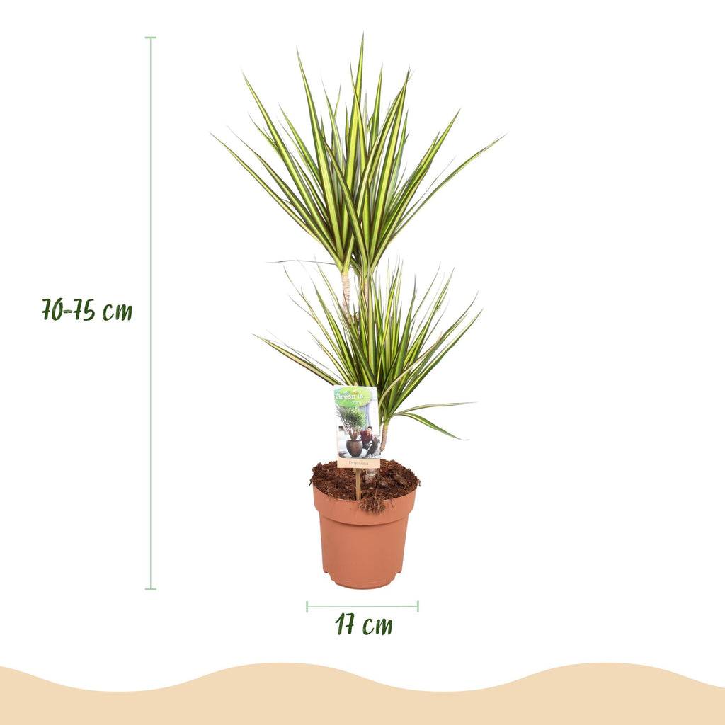 Dracaena Sunray – Drachenblutbaum – 17cm – Höhe 70-75cm – Pflegeleichte Zimmerpflanze in Grün und Gelb für moderne Wohn – und Arbeitsräume – Plant