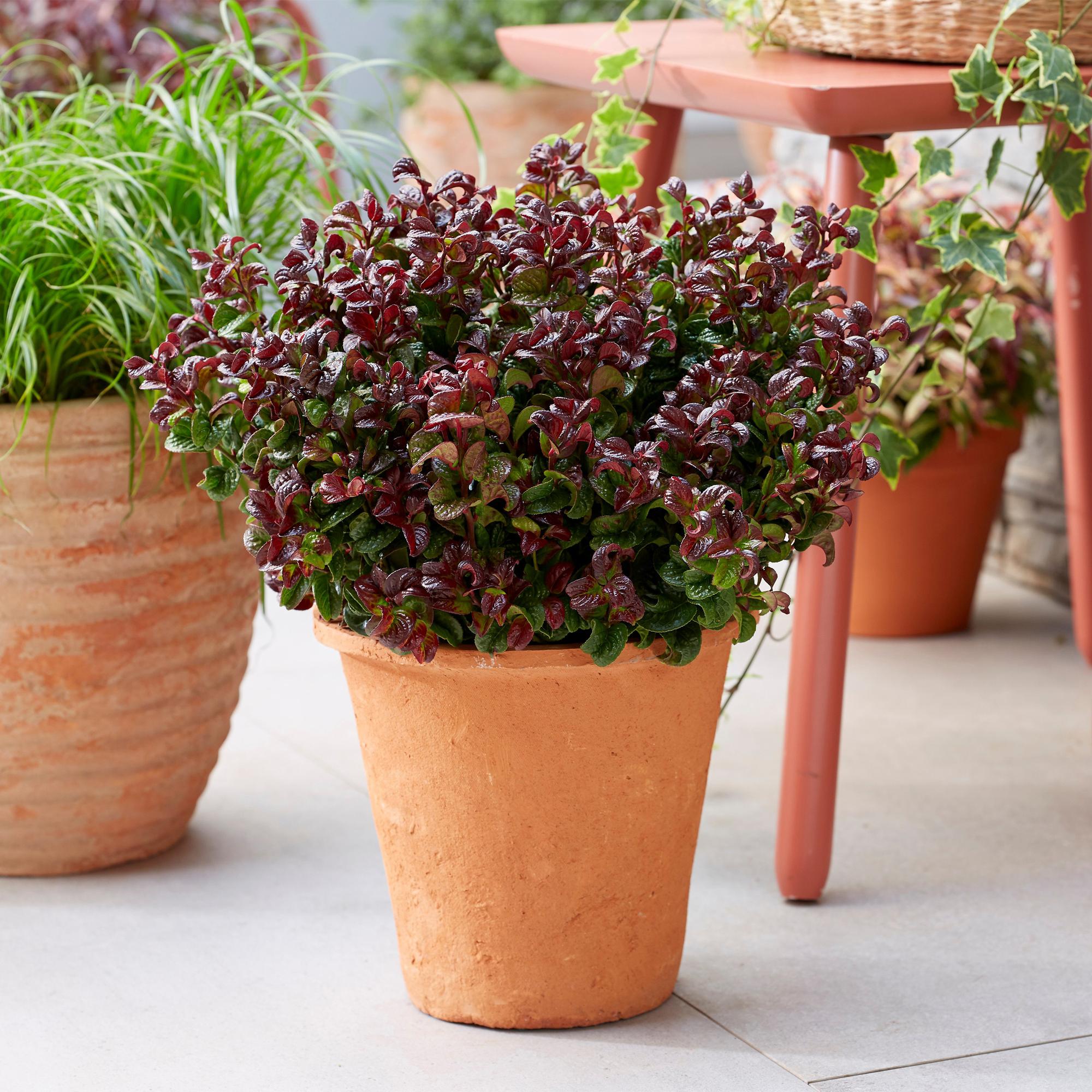 Traubenheide Leucothoe Curly Red – 2 Pflanzen 17cm Höhe ca.40cm – Immergrün & farbintensiv – Rotes lockiges Laub – Pflegeleichter dekorativer Zierstrauch