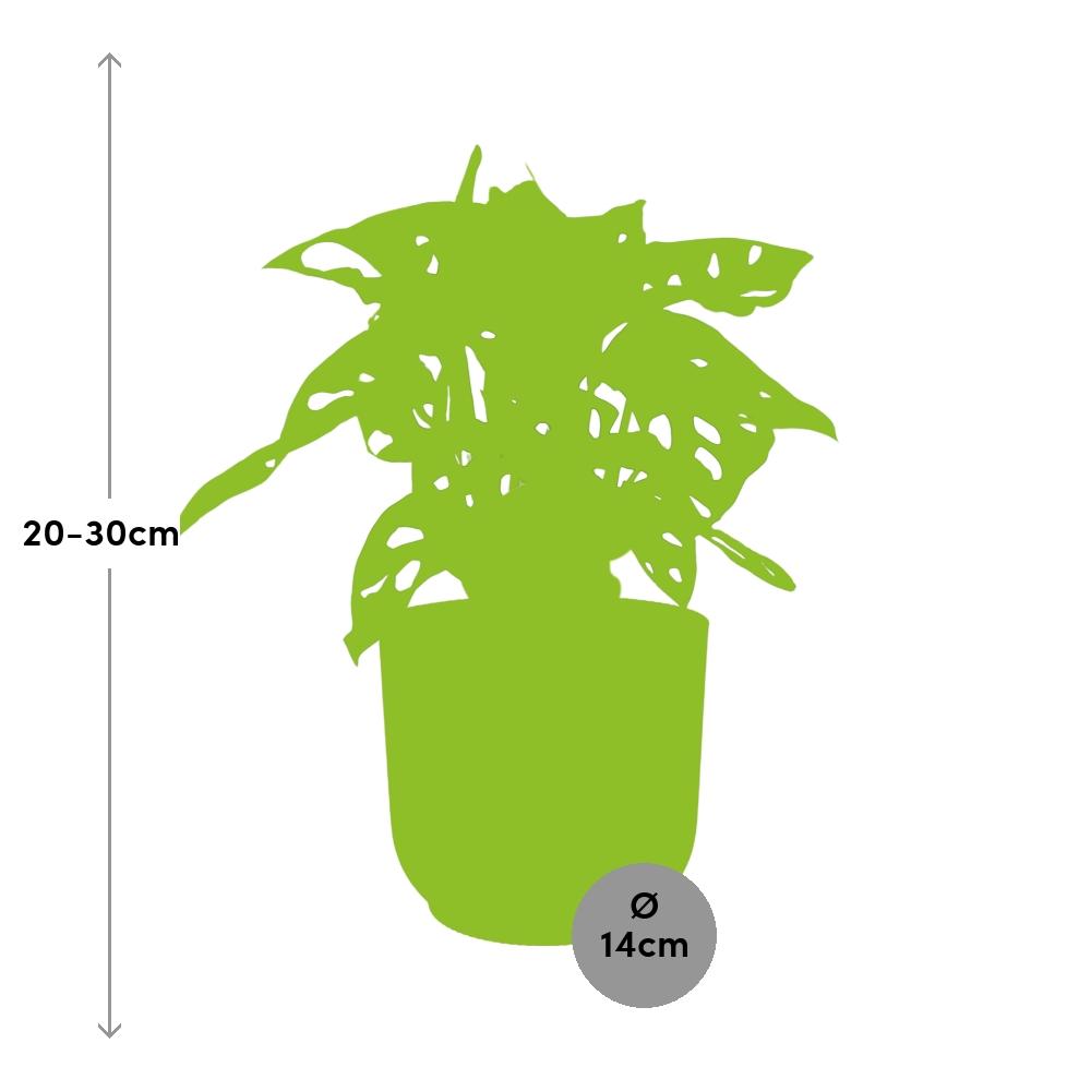 Fensterblatt – Monstera ‘Monkey Leaf’ im Topf Vibes Fold 14cm – Zimmerpflanze im Dekotopf Rose – Pflegeleicht & luftreinigend – Plant