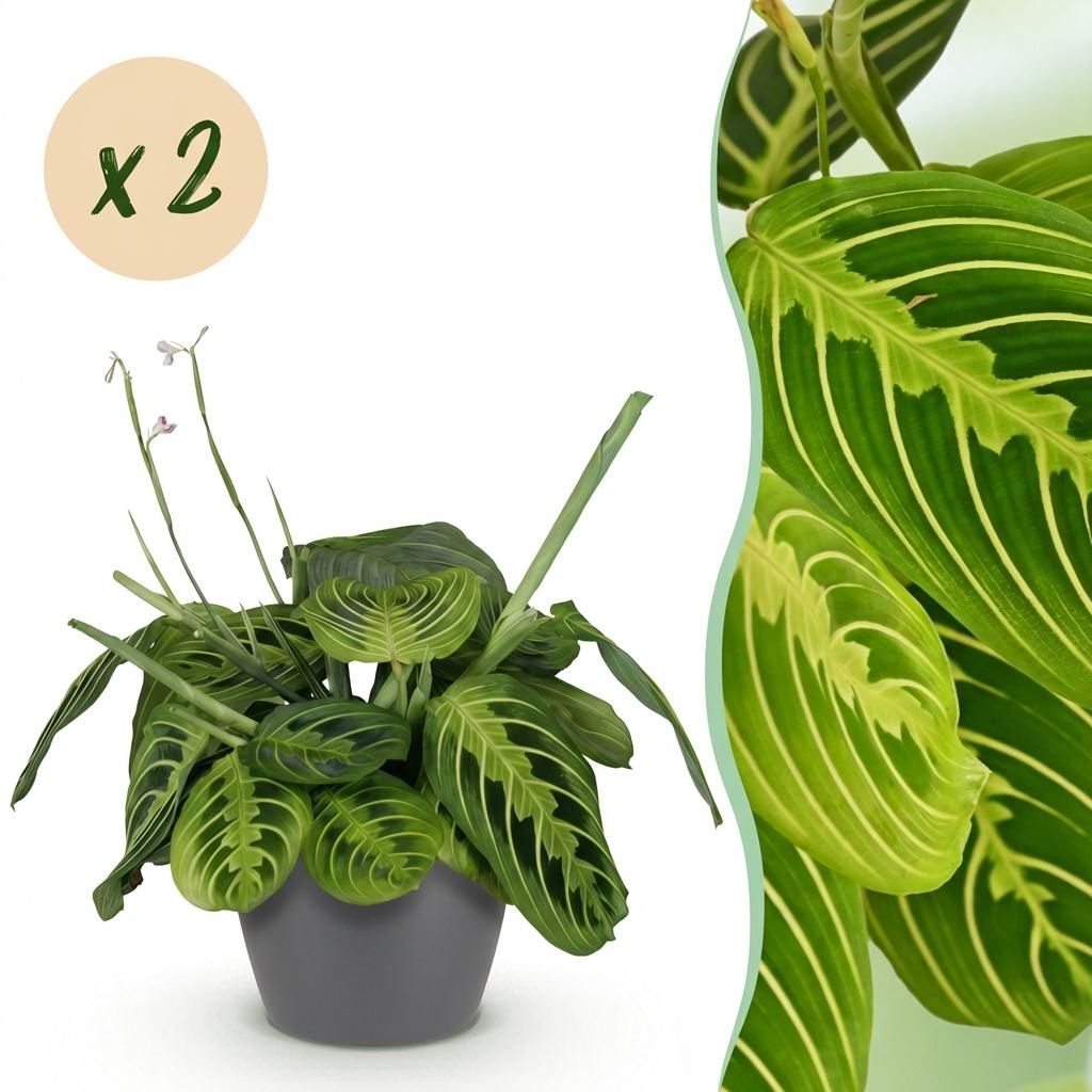 Maranta Fascinator Lemon Lime 2er Set Zimmerpflanzen Mit Grauem Topf Ø12cm Höhe ca.25cm Gebetspflanze Grün Haustierfreundlich Pflegeleicht