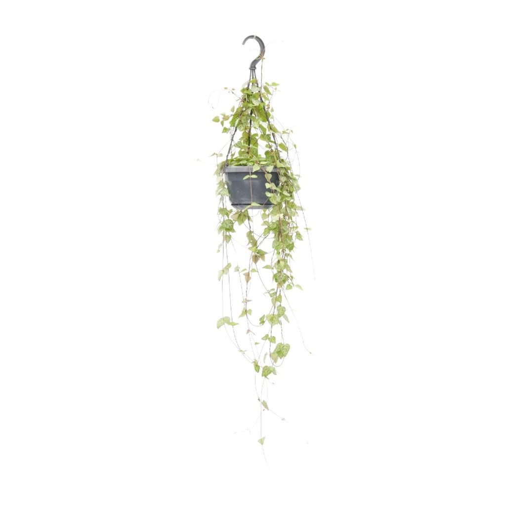 Leuchterblume – Ceropegia linearis 'Iris' – Zimmerpflanze – Ø14cm – ↕38cm – Hängende Sukkulente mit herzförmigen Blättern – Pflegeleicht & dekorativ – Plant