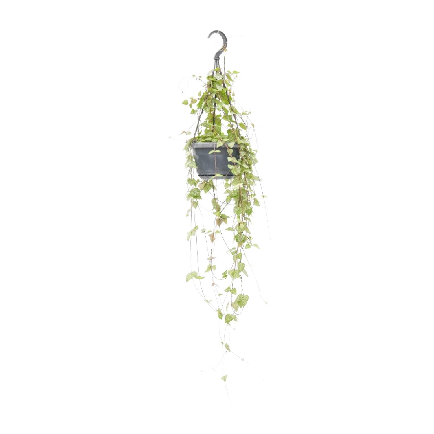Leuchterblume – Ceropegia linearis 'Iris' – Zimmerpflanze – Ø14cm – ↕38cm – Hängende Sukkulente mit herzförmigen Blättern – Pflegeleicht & dekorativ – Plant