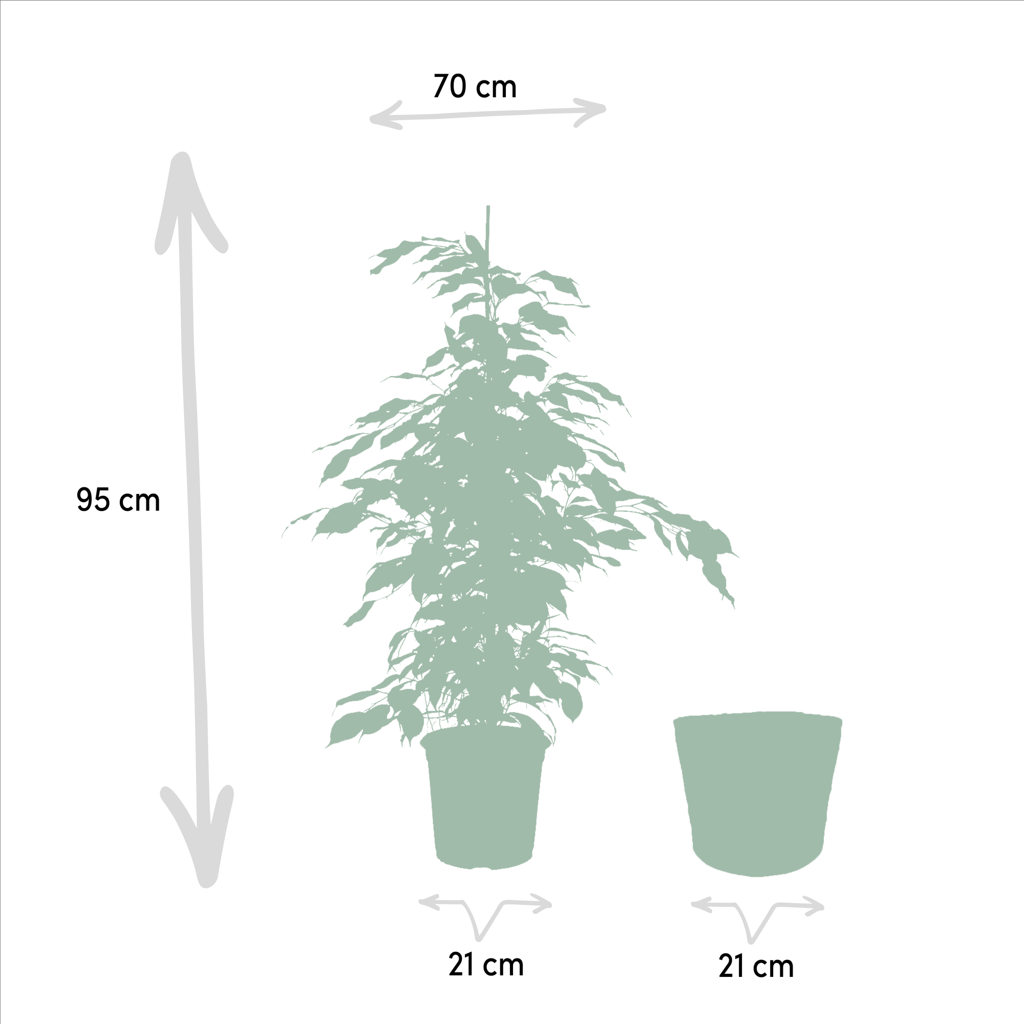 3er Ficus-Set – Ficus benjamina Danielle + Ficus benjamina Twilight + Ficus microcarpa Moclame – Je Ø21cm – ↕95cm inkl. Korb Selin – Luftreinigende Zimmerpflanzen im Mix – Tropisches Grün für Wohnzimmer Büro Flur – Frisch aus der Gärtnerei – Plant