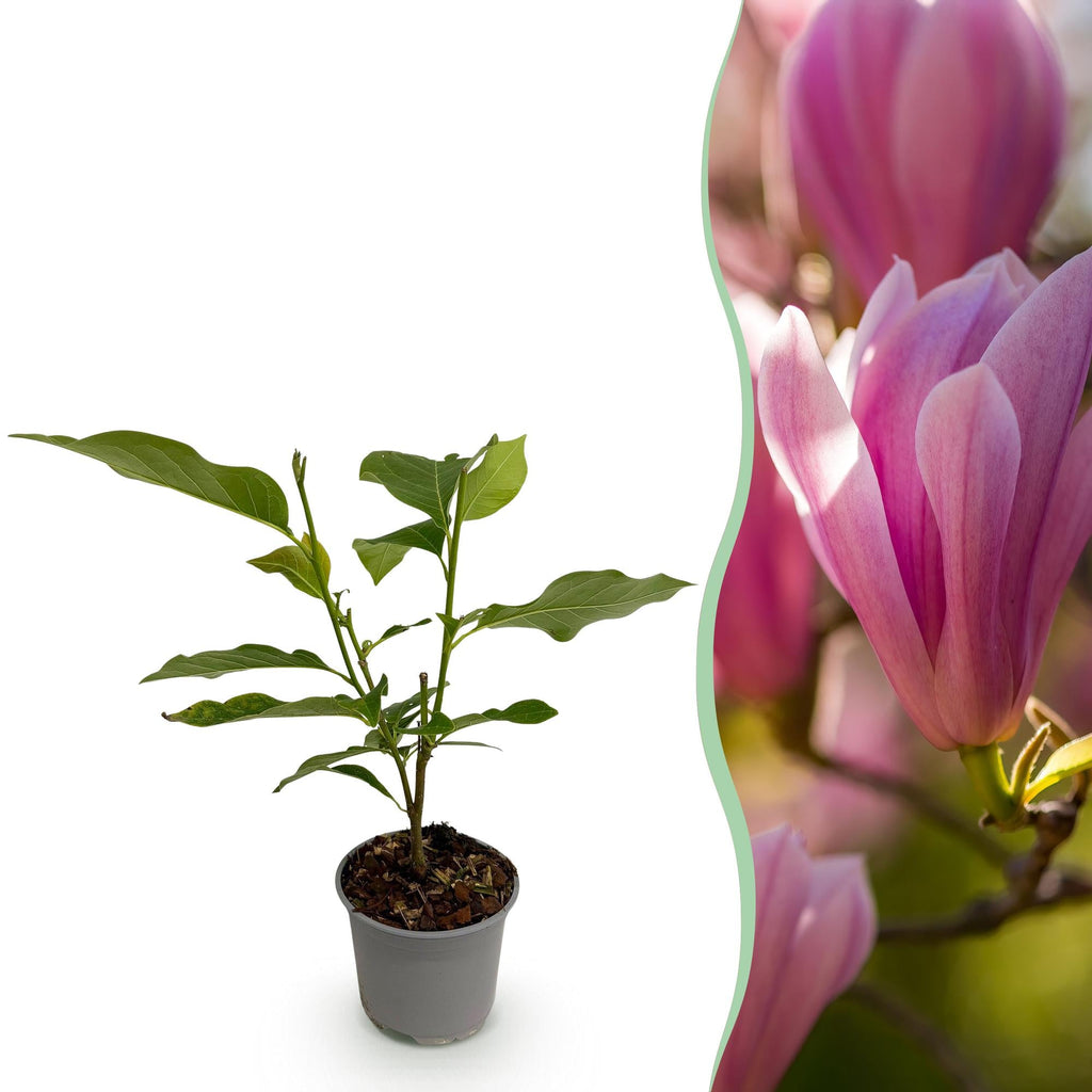 Magnolia Heaven Scent – 12cm – Höhe ca. 30cm – Laubabwerfende Magnolie mit zart duftenden cremeweißen Frühlingsblüten – Plant
