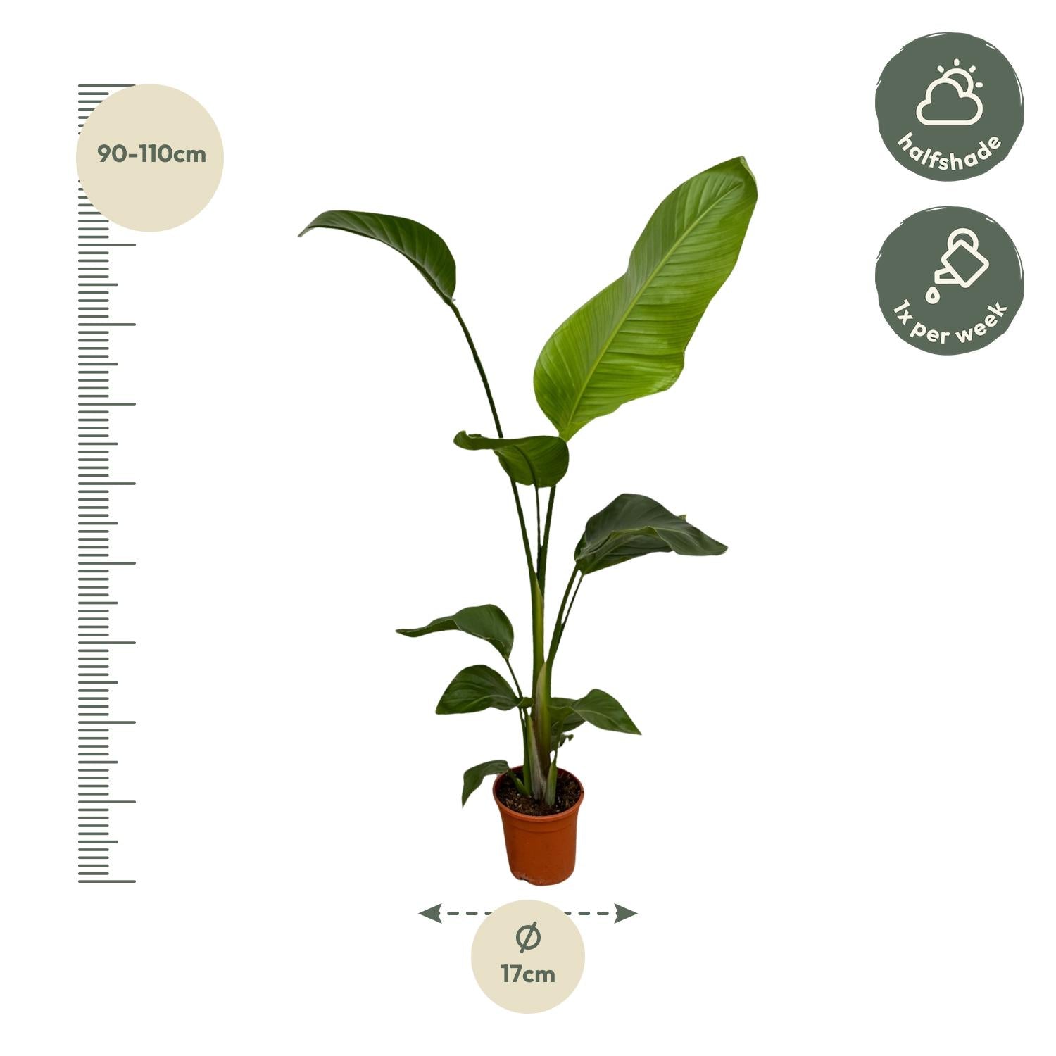 Weißer Paradiesvogel – Strelitzia Nicolai – Zimmerpflanze – Ø17cm – ca. 100cm hoch – Exotisches Grün für Innenräume – 2 Pflanzen – Plant