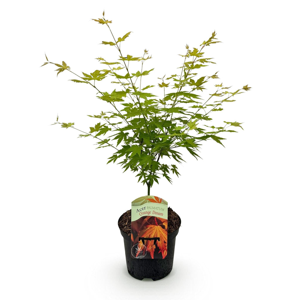 Japanischer Ahorn – Acer palmatum Orange Dream – ca. 70cm hoch – Orange – Gelb – im 19cm Topf – Balkon – & Gartenpflanze – Zierbaum mit Farbwechsel – Plant