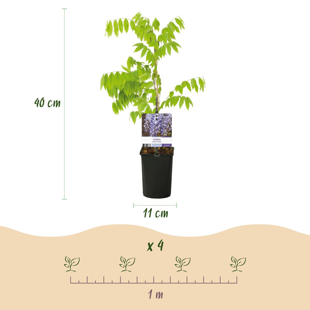 Blauregen Wisteria floribunda Prolific – Kletterpflanze – Blüte Blau – Duftend – Schnellwachsend – 11cm Höhe 40cm – Für Pergolen & Zäune – Plant