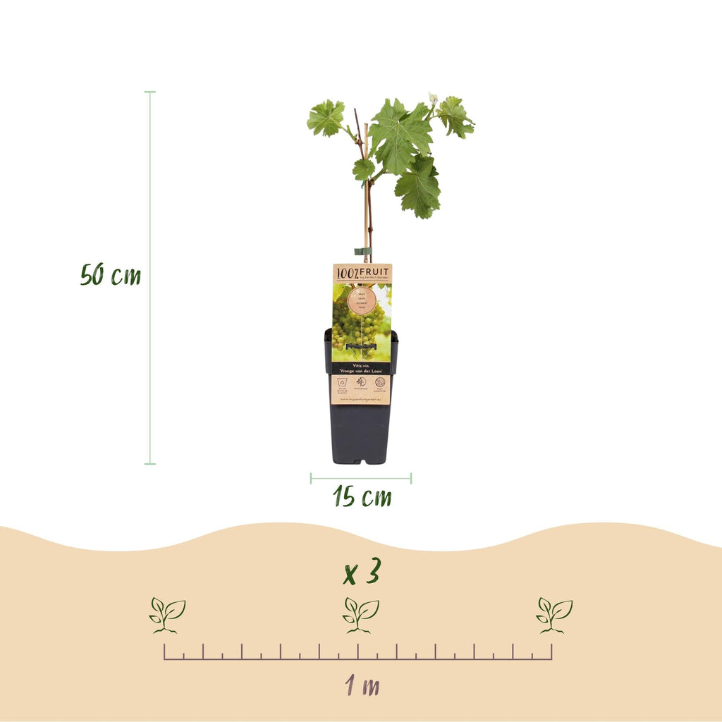 Weinrebe Vitis vinifera Frühzeit von der Laan – Weiße Traube – 2 Pflanzen – Obstpflanze – 15cm – Höhe 50cm – Plant