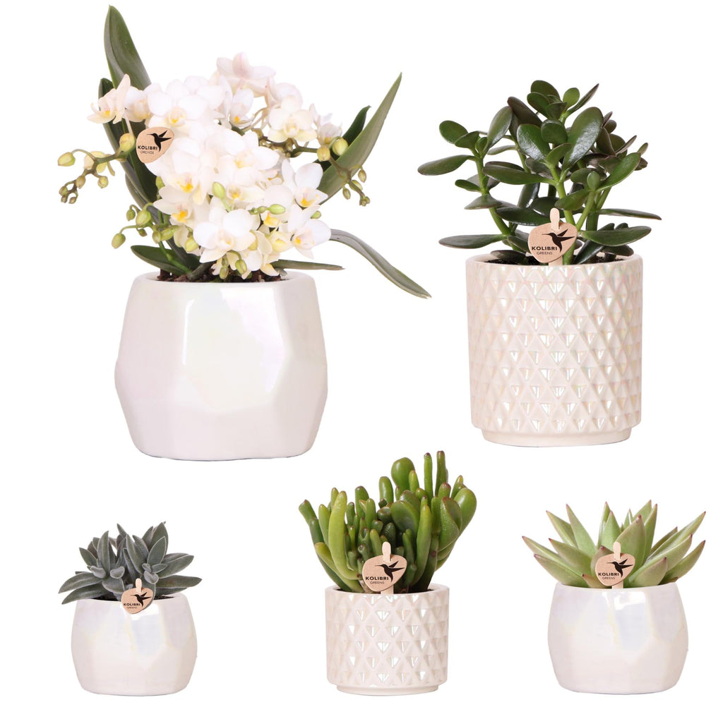 Pflanzen Set mit Zierpflanzgefäßen für Tischdekoration – Elegante Mini Zimmerpflanzen im Topf Ø9cm & Ø6cm – Perfekt für festliche Dinner – Dekoration – Plant